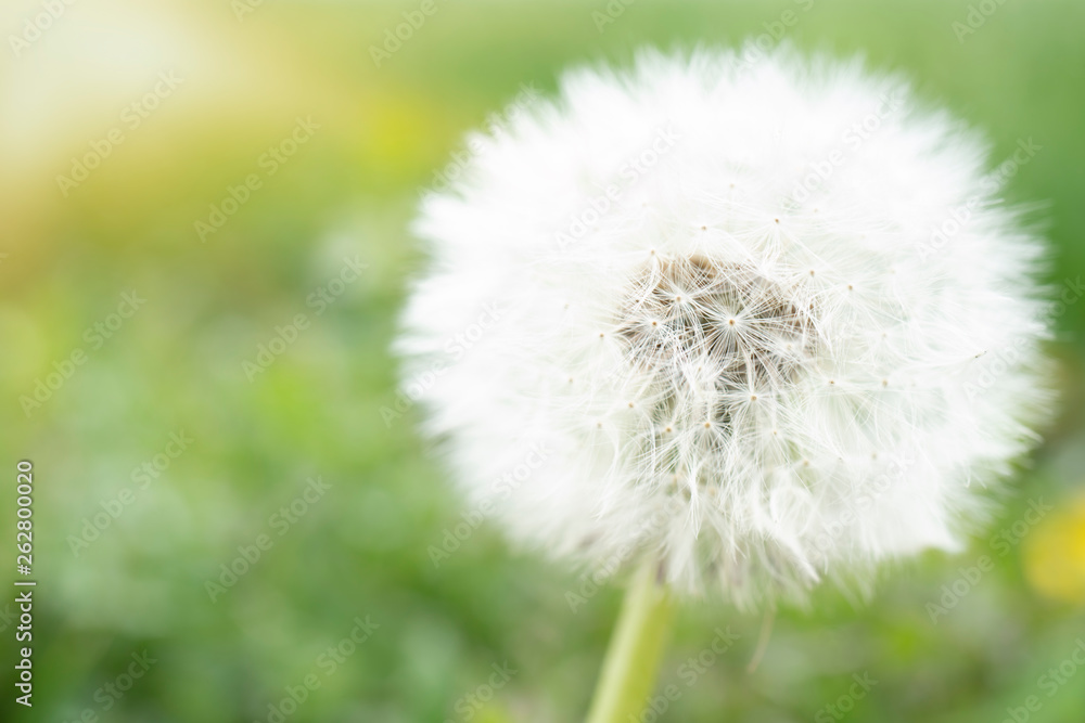 Close up of a Dandelion (Taraxacum officinale) with soft green background Close up of a Dandelion (Taraxacum officinale) with soft green background
