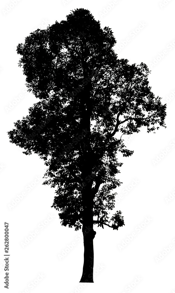 Fototapeta premium Silhouette tree isolated on a white background. Clipping path included