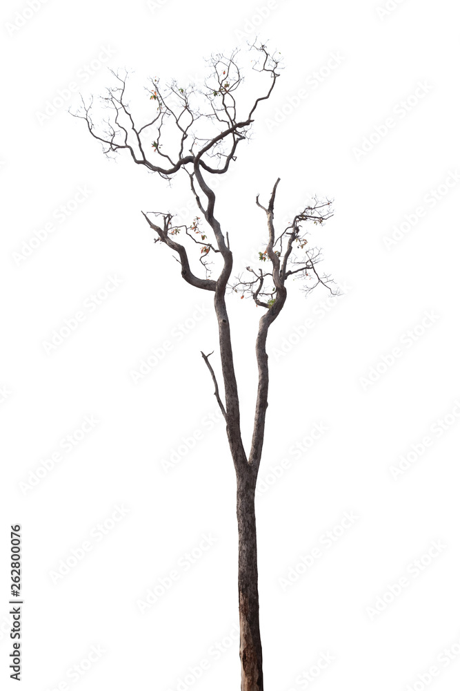 dead tree isolated on white background dead tree isolated on white background