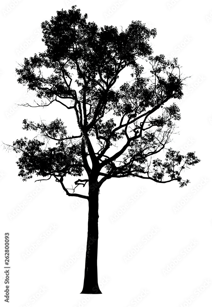 Fototapeta premium Silhouette tree isolated on a white background. Clipping path included