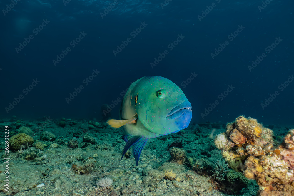 Fototapeta premium Fish swim in the Red Sea, colorful fish, Eilat Israel