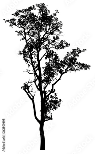 Fototapeta Naklejka Na Ścianę i Meble -  Silhouette tree isolated on a white background. Clipping path included
