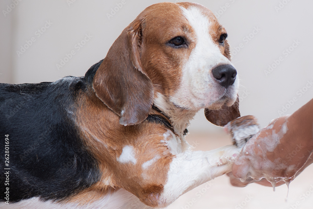  Hand is holding the beagle dog's arm. To bathe the dog