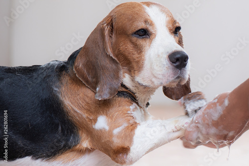  Hand is holding the beagle dog's arm. To bathe the dog