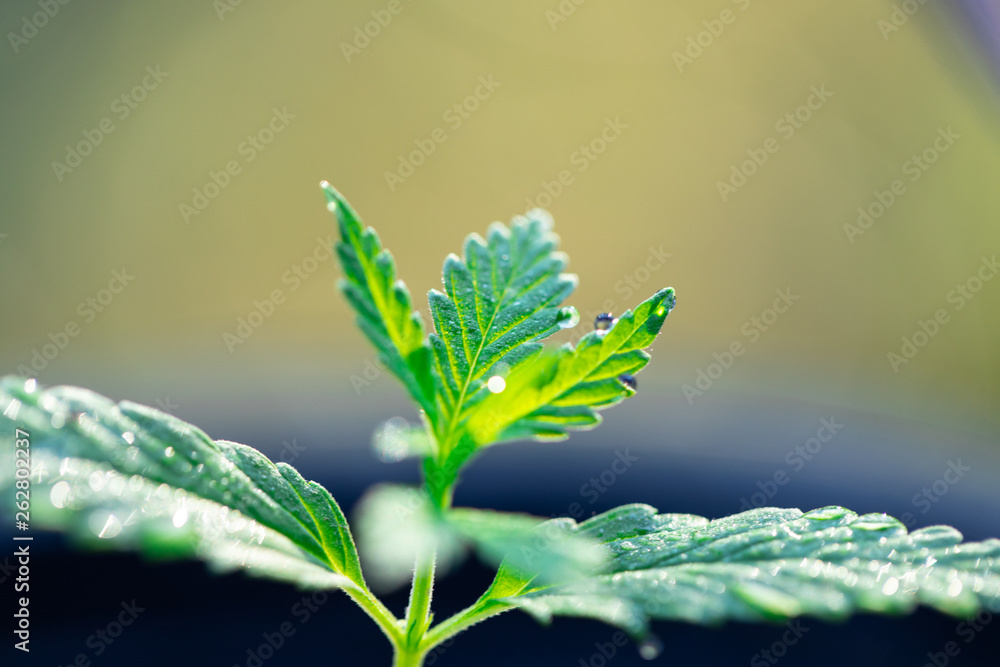 Backgrounds of Beautiful Cannabis trees are growing on the ground, Used to study the treatment of diseases. Backgrounds of Beautiful Cannabis trees are growing on the ground, Used to study the treatment of diseases.