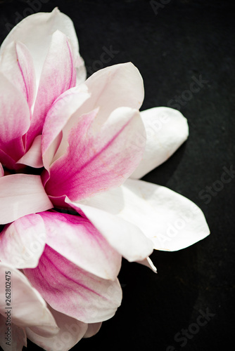 Pink magnolia spring bloom on black background 