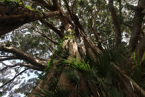 Esemplare di albero monumentale
