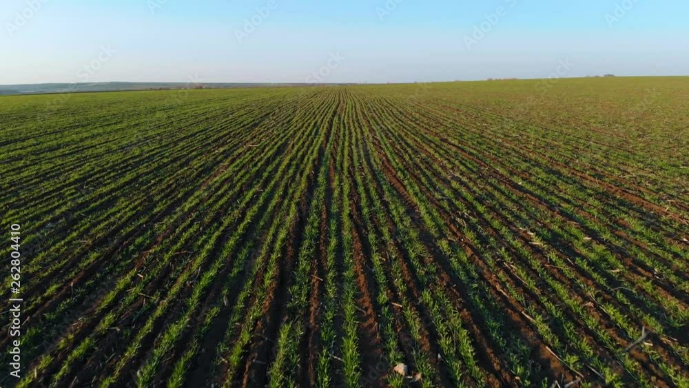 View from tractor spraying fertilizer green shoots of crops for increase gross grain harvest. Wild nature in countryside View from tractor spraying fertilizer green shoots of crops for increase gross grain harvest. Wild nature in countryside