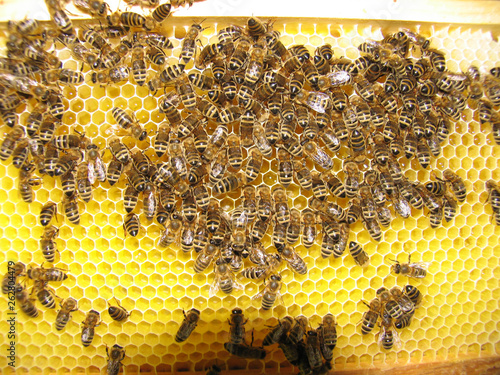 Bienen beim Bau einer neuen Wabe photo