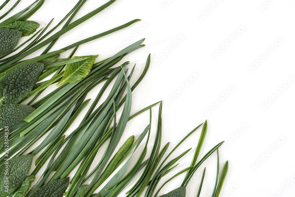Fototapeta premium Green flower leaves on white background . Botanical composition with copy space