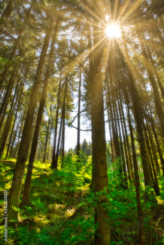Sonnenstrahlen im Fichtenwald