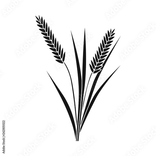 Vector illustration of grain and rice  icon. Collection of grain and garden stock vector illustration.