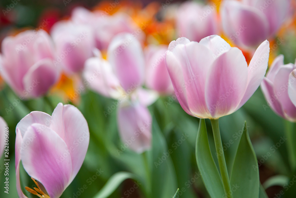 Tulip in the flower field Tulip in the flower field