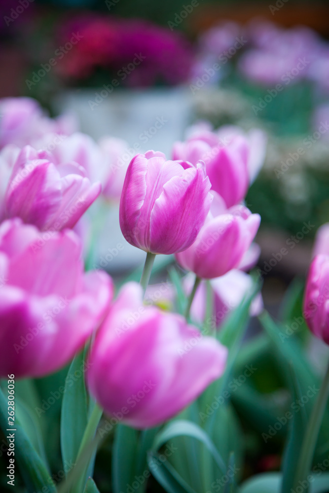 Fototapeta premium Tulip in the flower field