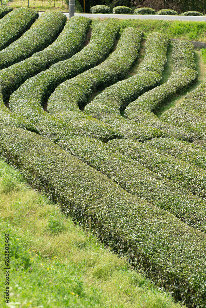 お茶の葉
お茶の葉