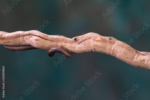Millipede (Diplopoda) on wooden branch - closeup with selctive focus
