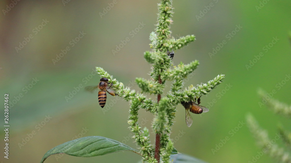 Bee collect the sweet nectar from Slender amaranth flowers.