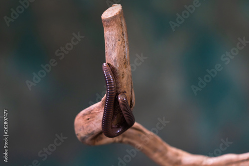 Millipede (Diplopoda) on wooden branch - closeup with selctive focus photo