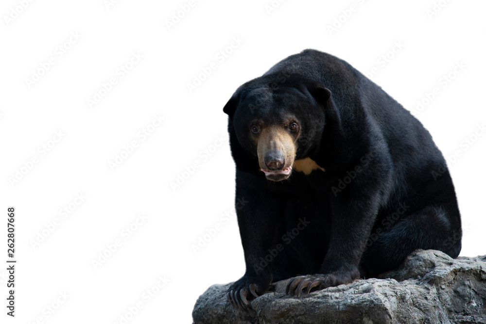 Fototapeta premium Sun bear