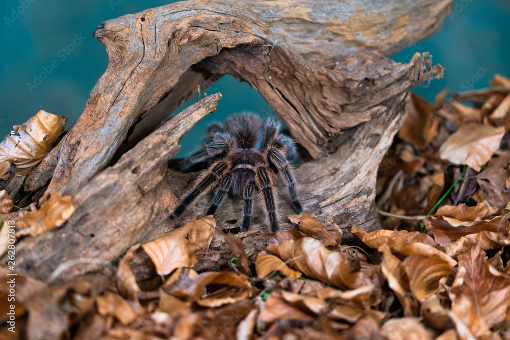 Chilean hair rose tarantula (Grammostola rosea) - closeup with selective focus Chilean hair rose tarantula (Grammostola rosea) - closeup with selective focus