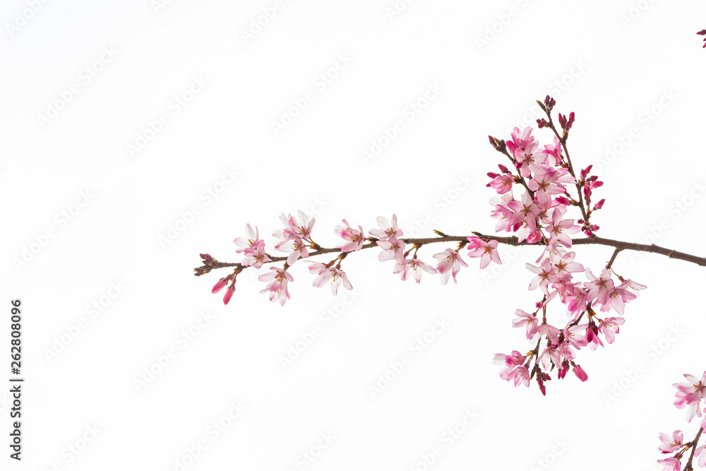 Cherry blossom in spring for background or copy space for text