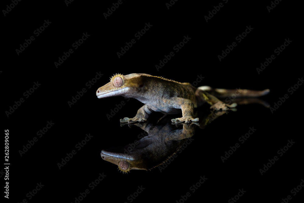 Fototapeta premium Crested gecko (Correlophus ciliatu) with reflection on black background - closeup with selective focus