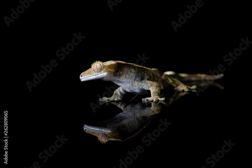 Crested gecko (Correlophus ciliatu) with reflection on black background - closeup with selective focus