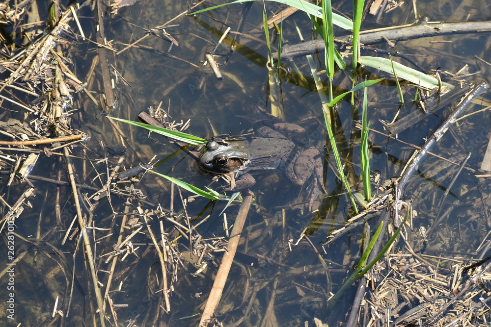 Frog in a pond Frog in a pond