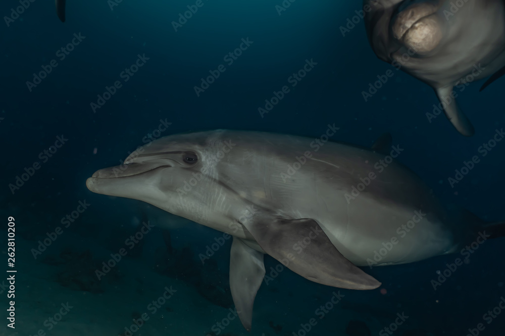 Naklejka premium Dolphin swimming with divers in the Red Sea, Eilat Israel