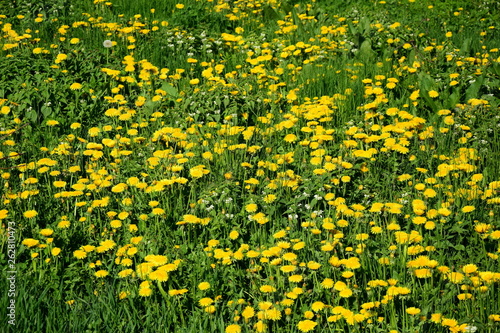 Wildblumen - Blumenwiese - Löwenzahn