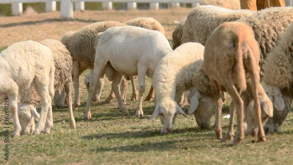 Livestock farm, flock of sheep in Thailand. Livestock farm, flock of sheep in Thailand.