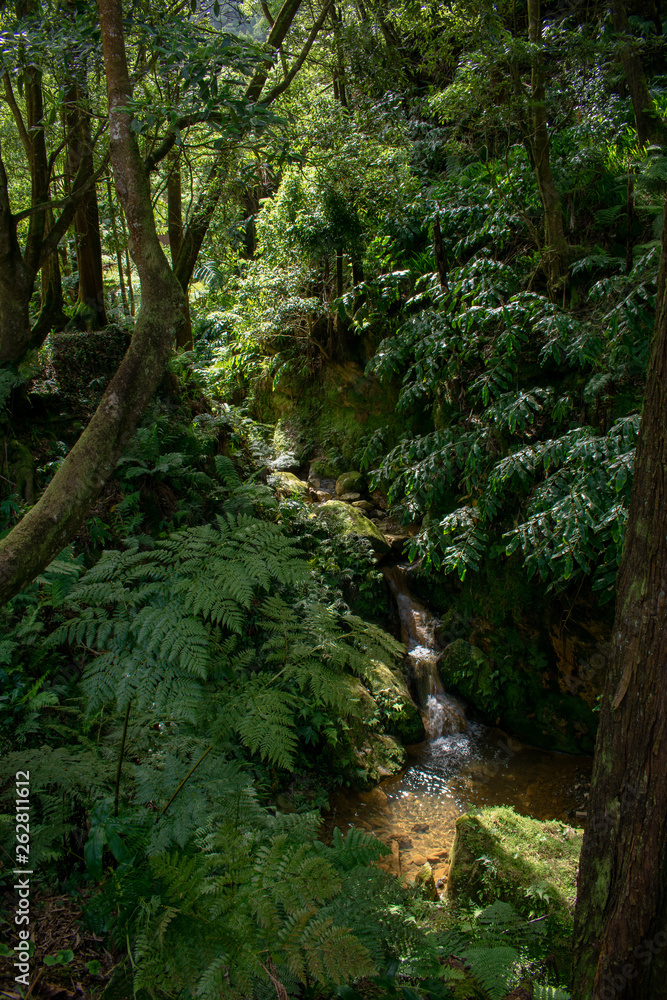 Small river flowing in a gorge, Caldeira Velha, Sao Miguel Island, Azores, Portugal Small river flowing in a gorge, Caldeira Velha, Sao Miguel Island, Azores, Portugal