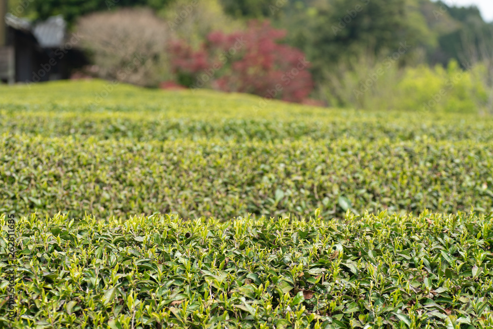 お茶の葉
お茶の葉
