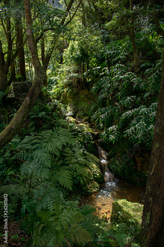 Small river flowing in a gorge  Caldeira Velha  Sao Miguel Island  Azores  Portugal
