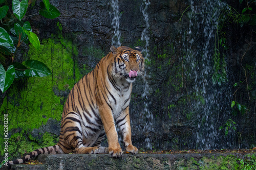 tiger show tongue is sit down in front of waterfall