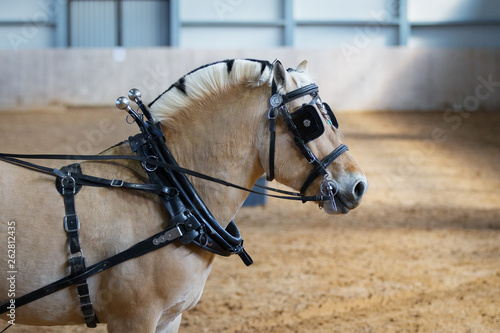 Photography Horse in carriage harness with blinders. Portrait close up