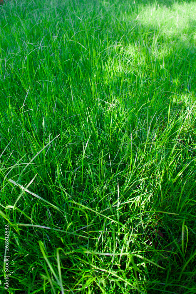 green grass growing in spring green grass growing in spring