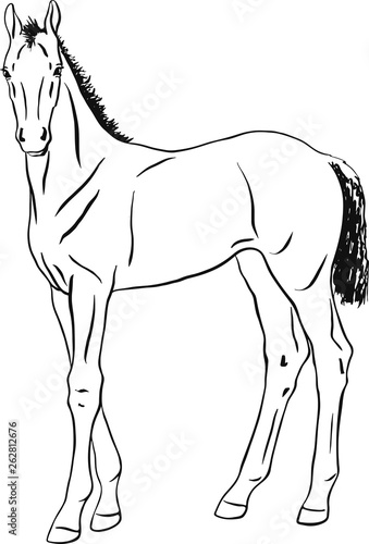 Vector drawing of a foal standing still.