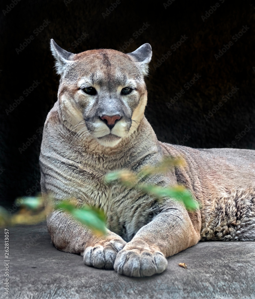 Cougar at rest in its enclosure. Latin name - Puma concolor Stock Photo |  Adobe Stock