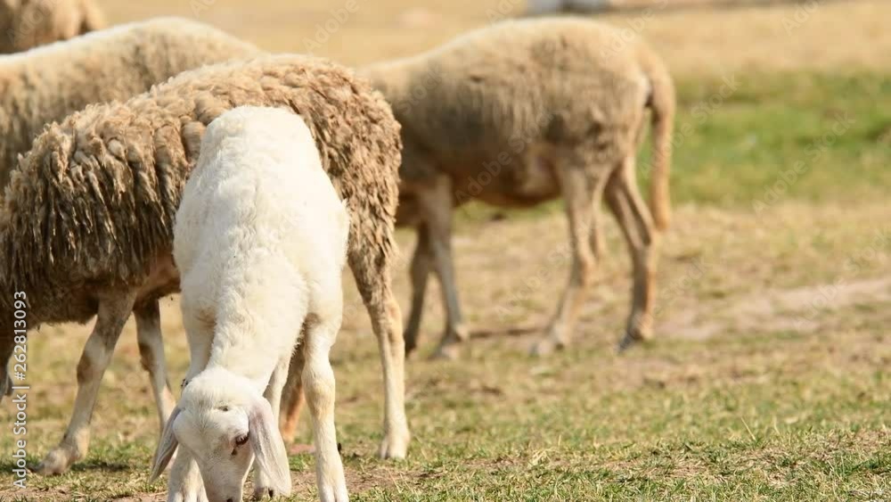 Livestock farm, flock of sheep in Thailand. Livestock farm, flock of sheep in Thailand.