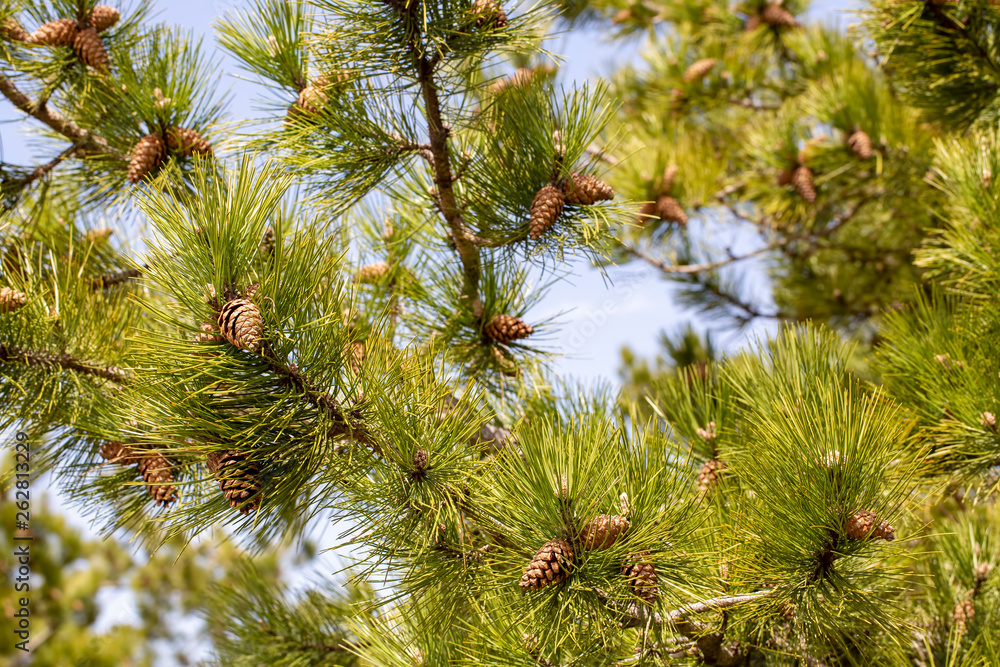 Close up of pine cone in nature Close up of pine cone in nature