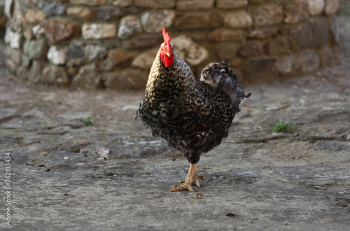 Gallo photo