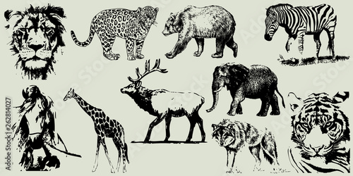 set of wild animals. vector hand drawn illustrations on transparent background