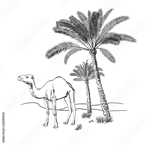 Camel and palm trees in the desert. Hand drawn vector illustration