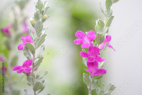 Canvas-taulu Barometer Brush flower