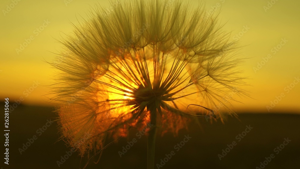 blooming dandelion flower at sunrise. close-up. Dandelion in the field on the background of beautiful sunset. fluffy dandelion in the sun.