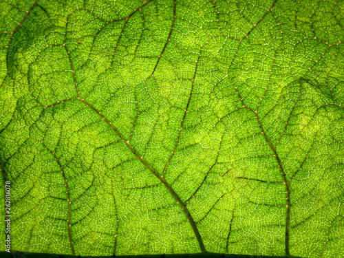 A green leaf showing its structure, pattern and texture. The shot may be suitable for an abstract background.