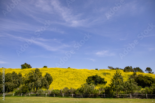 Yellow hill Blue Sky