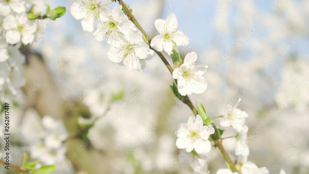 Spring nature, blooming apple tree and trees, closeup. Spring nature, blooming apple tree and trees, closeup.