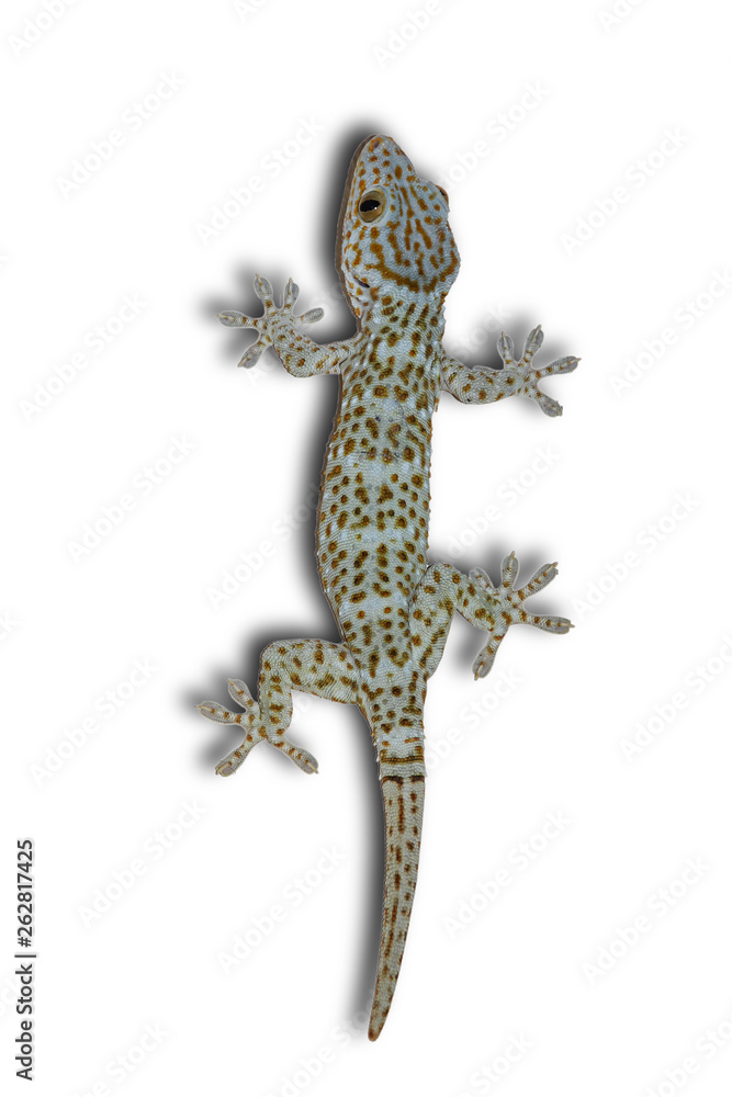 Naklejka premium Gecko on a separate white background